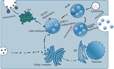 Exosomes and Exosomal Non-coding RNAs Are Novel Promises for the Mechanism-Based Diagnosis and Treatments of Atrial Fibrillation